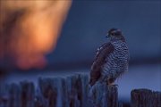 12_DSC2892_Sparrowhawk_a_new_day_100pc