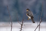 14_DSC6527_Sparrowhawk_correspond_29pc