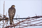 14_DSC8303_Eurasian_Sparrowhawk_encourage_48pc