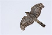 16_DSC1058_Eurasian_Sparrowhawk_splendor_34pc