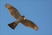 16_DSC4950_Eurasian_Sparrowhawk_scarlet_32pc