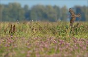 17_DSC8634_Eurasian_Sparrowhawk_race_10pc