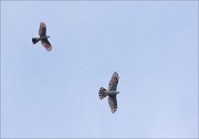 20_DSC8708_Eurasian_Sparrowhawk_inequality_11pc