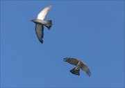 22_DSC8820_Eurasian_Sparrowhawk_game_47pc