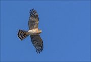 22_DSC8823_Eurasian_Sparrowhawk_slip_20pc