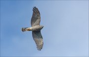 24_DSC0009_Eurasian_Sparrowhawk_glide_61pc