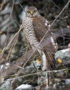 24_DSC3901_Eurasian_Sparrowhawk_smirk_170pc
