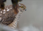 24_DSC3920_Eurasian_Sparrowhawk_stash_76pc