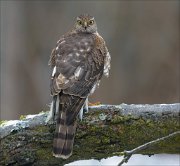 24_DSC3937_Eurasian_Sparrowhawk_defiance_139pc