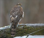 24_DSC3941_Eurasian_Sparrowhawk_bold_147pc