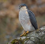 24_DSC4509_Eurasian_Sparrowhawk_harpy_107pc