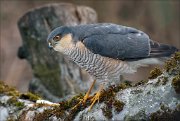 24_DSC4521_Eurasian_Sparrowhawk_point_94pc