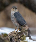 24_DSC4529_Eurasian_Sparrowhawk_ordain_131pc