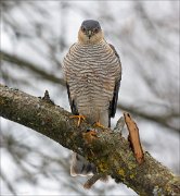 24_DSC4547_Eurasian_Sparrowhawk_gaze_77pc