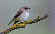 02_DSC8732_Spotted_flycatcher_in_twilight_36pc