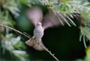 06_DSC4754_Spotted_Flycatcher_wingbeat_90pc