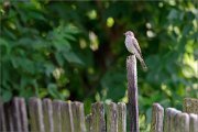 06_DSC4776_Spotted_Flycatcher_the_post_100pc