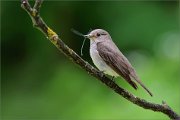 06_DSC4830_Spotted_Flycatcher_dragonFlycatcher_39pc