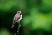 06_DSC4881_Spotted_Flycatcher_sombre_stay_73pc