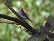 06_DSC5405_Spotted_Flycatcher_beloved_ghost_41pc