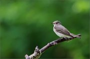 06_DSC5656_Spotted_Flycatcher_pending_of_92pc