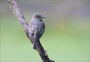 06_DSC5741_Spotted_Flycatcher_gloaming_headturn_83pc