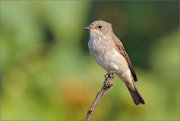 06_DSC7061_Spotted_Flycatcher_sweetheart_81pc