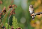 06_DSC7296_Spotted_Flycatcher_swag_87pc