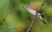 06_DSC7379_Spotted_Flycatcher_tension_88pc