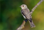 06_DSC7450_Spotted_Flycatcher_win_the_latchkey_87pc