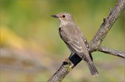 06_DSC7524_Spotted_Flycatcher_greyback_95pc