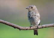 06_DSC7752_Spotted_Flycatcher_marked_81pc