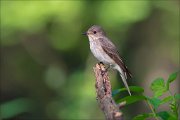 11_DSC2379_Spotted_Flycatcher_inspection_94pc