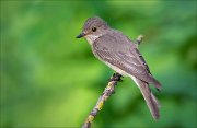 11_DSC2424_Spotted_Flycatcher_flippant_97pc