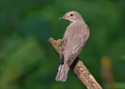 11_DSC2635_Spotted_Flycatcher_turn_around_72pc