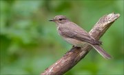 11_DSC2762_Spotted_Flycatcher_mottled_58pc