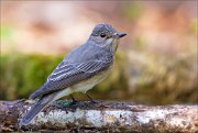 13_DSC8229_Spotted_Flycatcher_determined_72pc