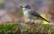 13_DSC8237_Spotted_Flycatcher_even_70pc