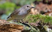 13_DSC9336_Spotted_Flycatcher_string_69pc