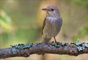 13_DSC9346_Spotted_Flycatcher_twine_93pc