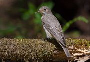 13_DSC9358_Spotted_Flycatcher_piece_82pc