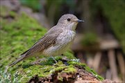 13_DSC9483_Spotted_Flycatcher_smooth_76pc