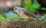 13_DSC9488_Spotted_Flycatcher_swirled_64pc