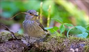 13_DSC9498_Spotted_Flycatcher_enlace_65pc