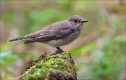 13_DSC9694_Spotted_Flycatcher_illumination_42pc