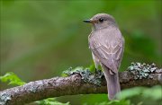 14_DSC0382_Spotted_Flycatcher_desolation_98pc