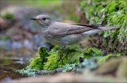 14_DSC0866_Spotted_Flycatcher_verdancy_87pc