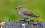 22_DSC2629_Spotted_Flycatcher_rethought_70pc