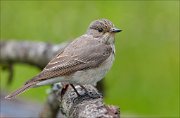 22_DSC2676_Spotted_Flycatcher_retain_79pc