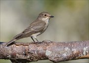 22_DSC8331_Spotted_Flycatcher_steadiness_64pc